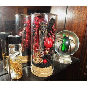 Goth Cicada Red & Black Flowers Molt Oddity Jar vampire themed diorama taxidermy